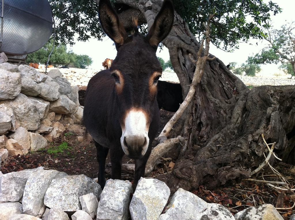 דונאפוגאטה Agriturismo Al Casale מראה חיצוני תמונה